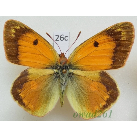 Colias romanovi Grum-Grshimailo, 1885 Kyrgyzstan26c